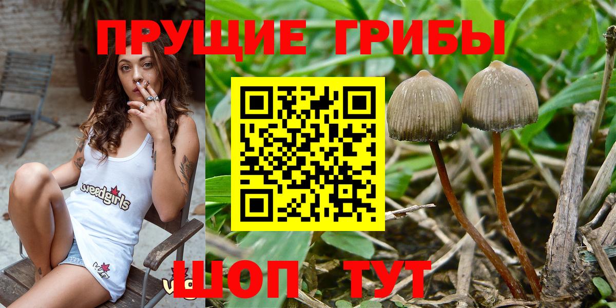 Галлюциногенные грибы Cubensis Тулун